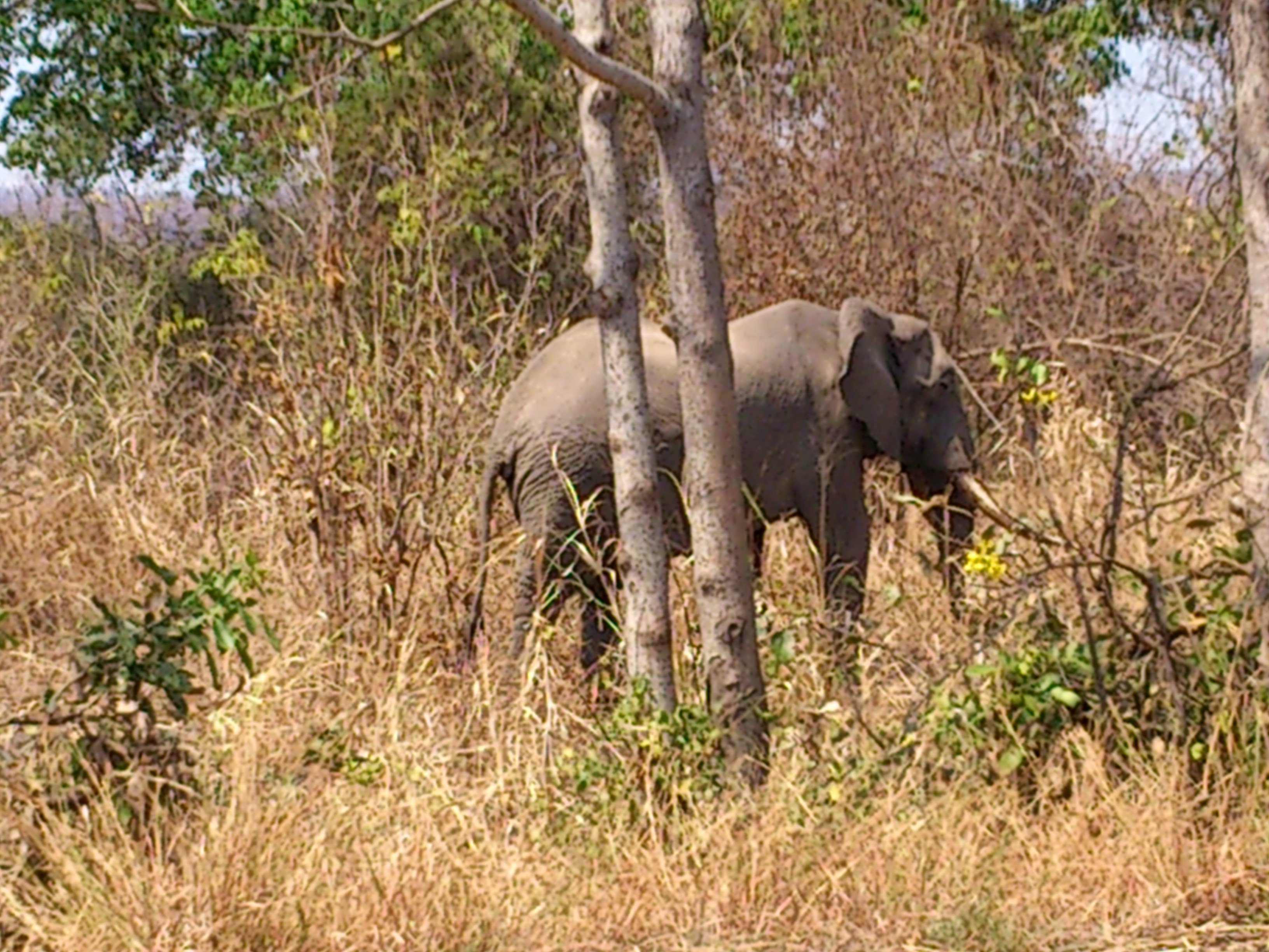 The bachelor elephant boy